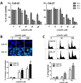 Figure 2. Luteolin induced apoptosis in the Ca9-22 and CAL-27  cell lines by activating the mitochondria-mediated caspase  pathway