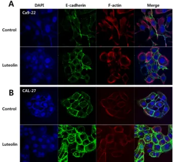 Figure 3. Luteolin inhibited the migratory and invasive  capability of the Ca9-22 and CAL-27 cells