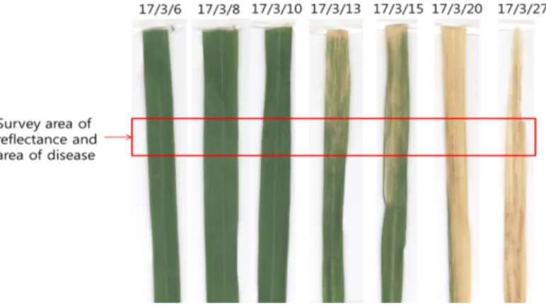 Fig. 2. Symptoms change of Bacterial Leaf Blight in rice leaf with time after inoculation.