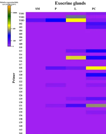 Table 1. Relative expression levels of T1rs, T2rs to those of  GAPDH in observed exocrine glands(×10 -6 )