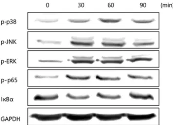 Fig. 3. Activation of MAPKs and NF-κB in P. gingivalis-  infected HDPCs. HDPCs were infected with P