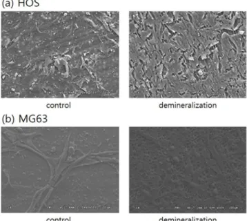 Fig. 4. Mineralizaton rate of HOS cell (a) and MG63 cell (b).