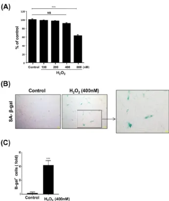 Figure 1. Increase of SA-β-galactosidase activity by H 2 O 2 . (A)  Human dental pulp cells (HDPCs) were treated with different  concentration of H 2 O 2  (0-800 nM) for 24 hrs and cell viability was  measured by the MTT assay