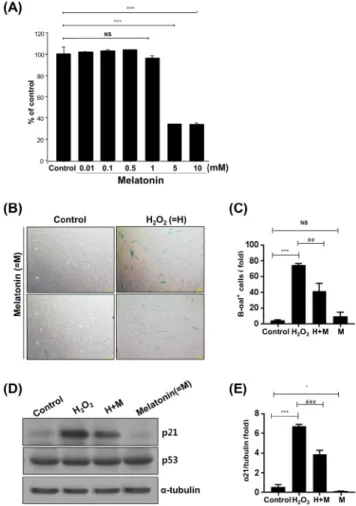 Figure 2. Altered expression of p21 and p53 by H 2 O 2 .  (A-C)  HDPCs were treated with H 2 O 2  (200 and 400 nM) for 24 hrs