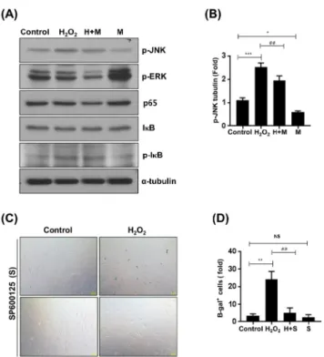 Figure 4. Effect of melatonin on H 2 O 2 – induced JNK activation. 