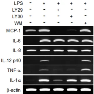 Fig. 1. Effect of LY30 on the mRNA expression of various  cytokines in LPS-stimulated THP-1 cells