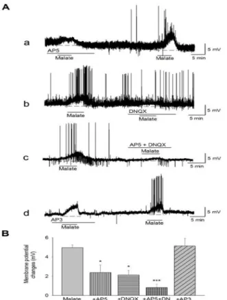 Fig. 1. Effects of glutamate receptor antagonists on malate-  induced depolarization. (A) Malate-induced depolarization was  blocked by pretreatment with the NMDA receptor antagonist  AP5 (25 uM) (a), AMPA receptor antagonist DNQX (20 uM) (b),  and AP5+DNQ