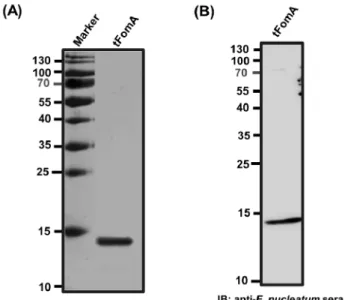Figure 3. Comparison of antigen-specific antibody production  by immunization of tFomA based subunit vaccine