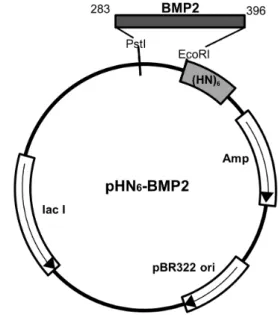 Figure 1. The construct of the recombinant hBMP-2 expression  plasmid. The open reading frame of human BMP-2 (from  amino acid 238 to 396) was inserted into the pET6XHN vector  containing the hexa histidine-asparagine (HN) 6  tag