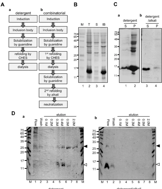 Figure 2. The expression and purification of active form of recombinant hBMP-2. (A) Flowcharts for purification of recombinant  hBMP-2