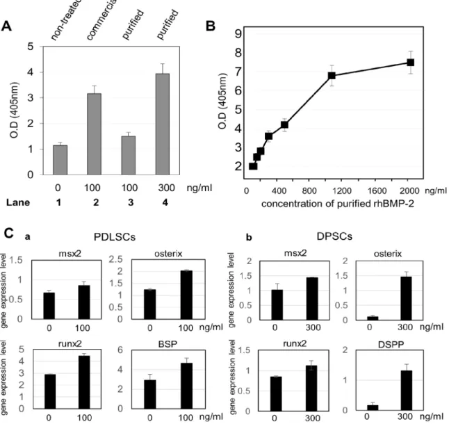 Figure 3. Activity of alkaline phosphatase and osteogenic gene expression were induced by the purified recombinant hBMP-2