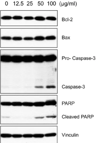 Fig. 4. Dose-dependent changes in the expression of apoptosis-  related proteins in response to ZR treatment