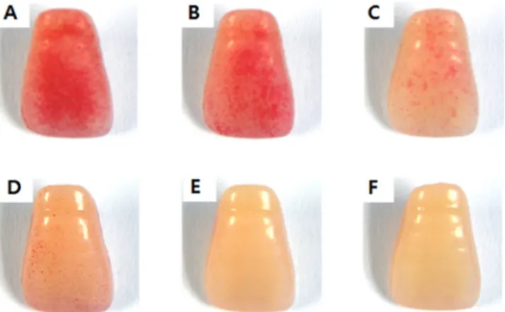 Fig. 3. S. mutans biofilms on resin tooth surface, which were  incubated in ɑ-pinene.  (A) Control (B) 0.0625 mg/ml (C)  0.125 mg/ml (D) 0.25 mg/ml (E) 0.5mg/ml (F) Positive control  (0.05% Chlorohexidine)