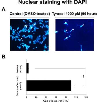 Fig. 2. Induction of apoptosis by tyrosol in KB cells. (A)  Changes in nuclear morphology by tyrosol