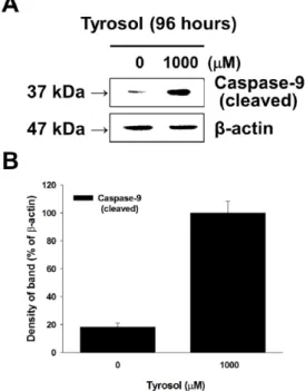 Fig. 5. Proteolytic cleavage of caspase-7 by tyrosol treatment in  KB cells. (A) Activity of cleaved caspase-7 by tyrosol was  measured in KB cells