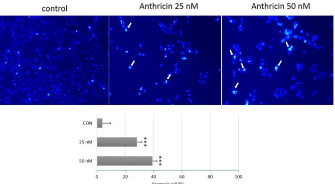 Fig. 3. Apoptotic morphological changes of Anthricin-treated FaDu cells. Anthricin-treated cells for 10 min were fixed with 4% PFA  and stained with DAPI for 20 min