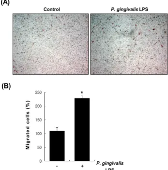 Fig. 1. Effect of P. gingivalis LPS on the migration of vascular  smooth muscle cells (A) Vascular smooth muscle cells were  seeded into the upper chamber and incubated on Transwell  chambers for 24 hrs in the absence or presence of P