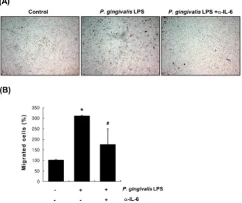 Fig. 4. Involvement of IL-6 in P. gingivalis LPS-induced  vascular smooth muscle cell migration (A) Vascular smooth  muscle cells seeded into the upper chamber were pretreated  with or without the IL-6 neutralizing antibody (20 ㎍/ml)  before exposure to P