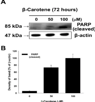 Fig. 8. Activation of cleaved PARP by β-carotene treatment in  KB cells. (A) Expression of cleaved PARP by β-carotene was  measured in KB cells