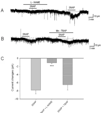 Fig. 4. Effect of NO scavengers on SNAP-induced inward  currents. (A) Pretreatment with L-NAME (1 mM) almost  completely blocked the SNAP-induced inward currents