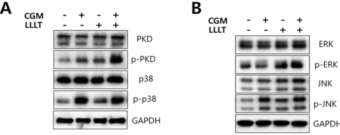 Fig. 8. Involvement in p38 MAPK signaling by Chios gum mastic (CGM) and low-level laser therapy (LLLT) combination treatment  on osteoblasts