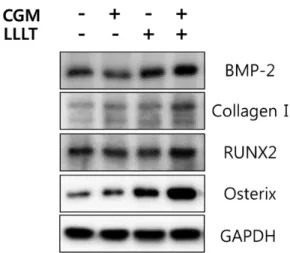 Fig. 9. Activation of osteoblast differentiation factors by Chios  gum mastic (CGM) and low-level laser therapy (LLLT)  combination treatment on osteoblasts