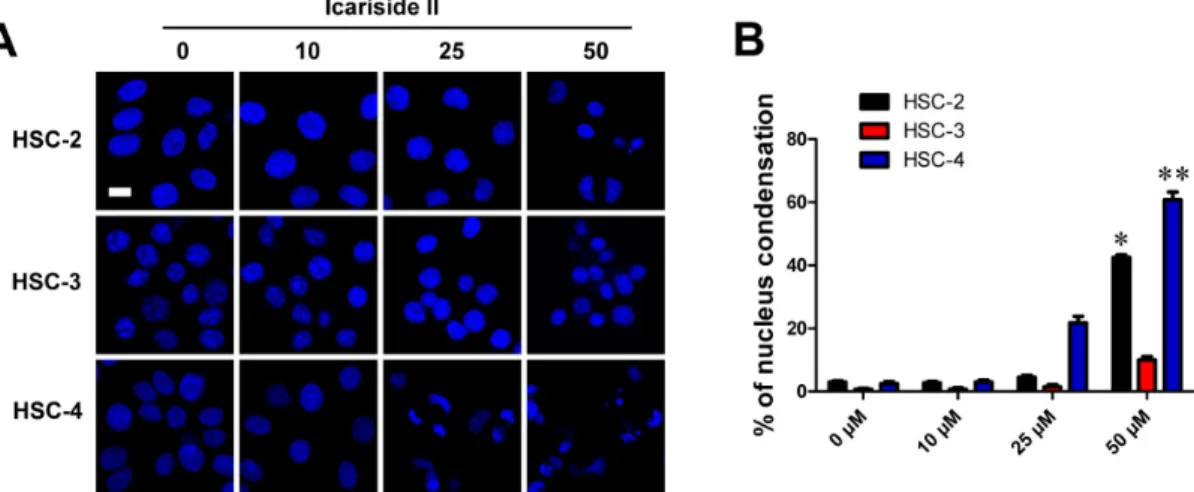Fig. 4. The icariside II promoted morphological change of the nuclei of the OSCC cells