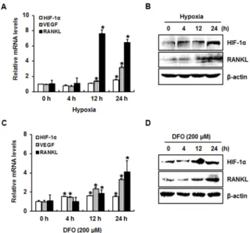 Fig. 1. Hypoxia enhanced the expression levels of RANKL in  proliferating and differentiated ATDC5 cells