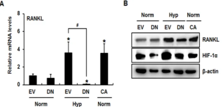 Fig. 4. Hypoxia enhanced RANKL promoter activity in a  HIF-1α binding element-dependent manner