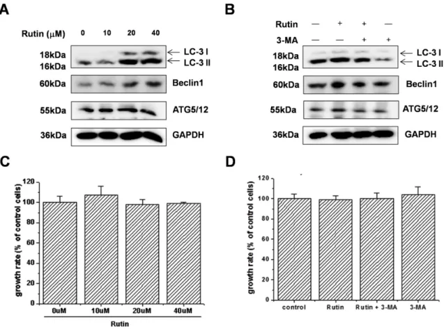 Figure 1. Rutin induces autophagy in THP-1-derived macrophages (A) THP-1-derived macrophages were treated with the indicated  concentrations of rutin for 24 h