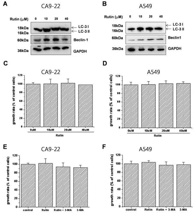Figure 2. Rutin induces autophagy in CA9-22 cells and A549 cells (A and B) CA9-22 cells and A549 cells were treated with the  indicated concentrations of rutin for 24 h