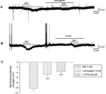 Fig. 1. Effects of SNP on membrane potential of substantia  gelatinosa (SG) neurons. (A) Application of SNP (1 mM) for 5  min caused a reversible membrane hyperpolarization, and  pretreatment of hemoglobin (10 μM) decreased the  SNP-induced hyperpolarizati