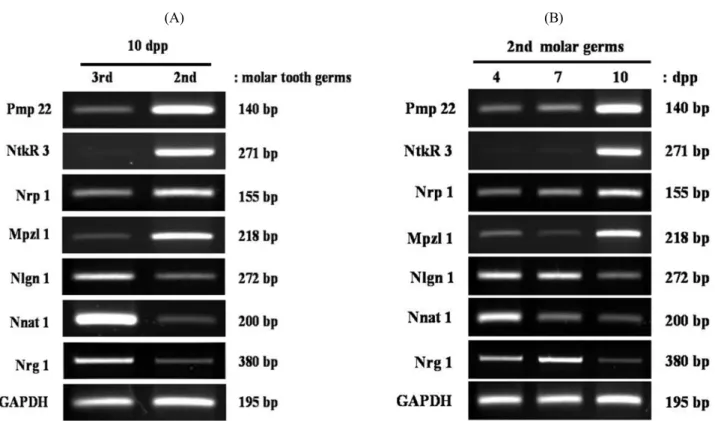 Fig. 2. RT-PCR was performed using total RNA extracted from the upper 2nd and 3rd molar tooth germs