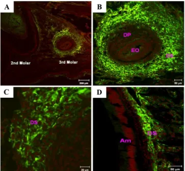 Fig. 4. Immunoreactivity for Nlgn 1 in both the upper 2nd and  3rd molar tooth germs at 10 dpp