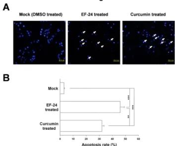 Fig. 3. Apoptotic nuclear changes induced by EF-24 and  curcumin. The cells were treated with 3 µM EF-24 or 100 µM  curcumin for 24 hours