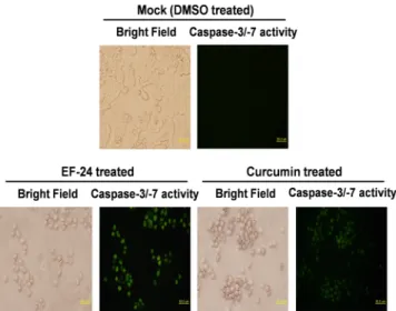 Fig. 7. Activation of caspase-3/-7 by EF-24 or curcumin  treatment in living HTB-41 cells