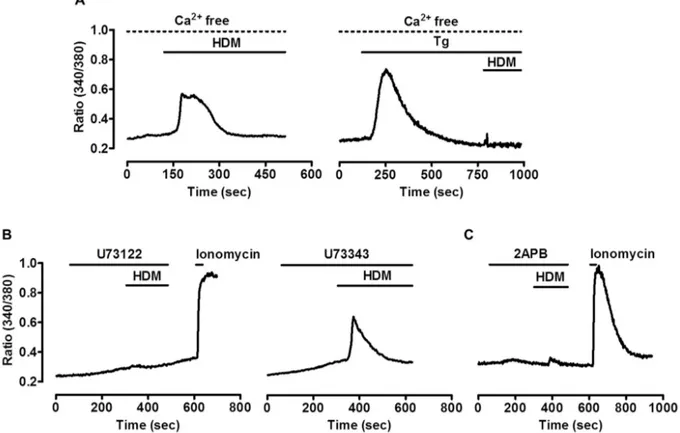 Fig. 2. HDM extract triggers PLC/IP 3  dependent Ca 2+  signaling in human gingival epithelial cells.