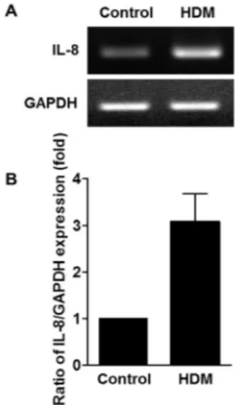 Fig. 3. HDM extract induces expression of pro-inflammatory  cytokine, interleukin (IL)-8, in human gingival epithelial cells