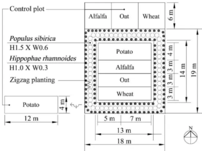 Fig. 2. Experiment design for windbreak planting and crop allocation.
