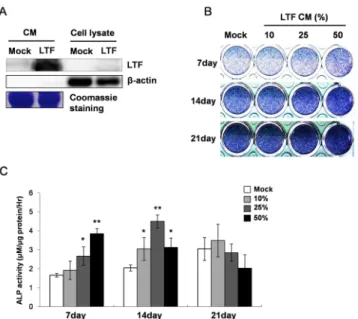 Fig. 2. The conditioned media (CM) containing LTF enhances  the expression of osteogenic genes in MC3T3-E1 cells