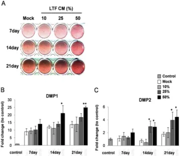 Fig. 4. Recombinant human LTF protein induces differentiation of  MC3T3-E1 cells. (A) ALP and AR staining, (B) ALP activity in  MC3T3-E1 after treatment of rhLTF (100, 200, 400 μg/ml) with  differentiation media for 7 days