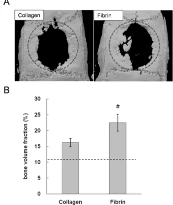 Fig. 1. An  in vivo study using a critical-sized bone defect  model of rat calvaria. A