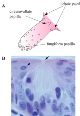 Fig.  1.  Schematic  diagram  showing  distribution  of  tongue  papilla  including  taste  buds  (A)  and  representative  light  micrograph  showing  a  taste  bud  in  foliate  papilla  of  rat  (B)