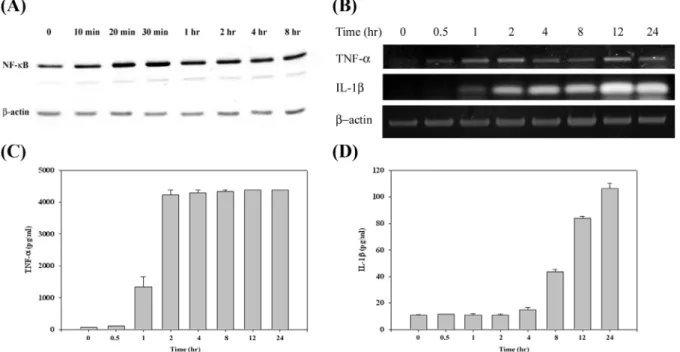 Fig. 1. (A) Western blot analysis of NF-κB activation induced by Aa LPS. RAW 264.7 cells were treated with 100 ng/ml of Aa  LPS and nuclear extracts was prepared at 10 min, 20 min, 30 min, 1 h, 2 h, 4 h and 8 h after Aa LPS treatments