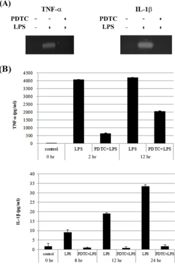 Fig. 2. Effect of inhibiting NF-k (A) mRNA expression pattern  of ELISA treatment with PDTC