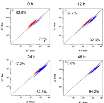 Fig. 7. Bax and Bcl‐2 expression level in SCC25 cells treated  with 25 μM curcumin was detected by Western blot analysis