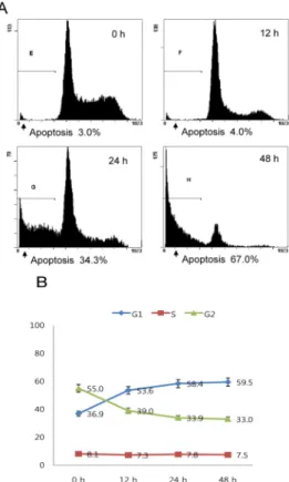 Fig. 12. Western blot analysis of cell cycle‐related proteins. 