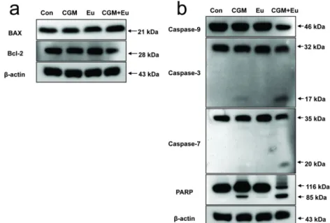 Fig. 9. The confocal microscopy showed that cytochrome c  was evidently released to the cytosol in G361 cells when  co-treated with CGM and eugenol
