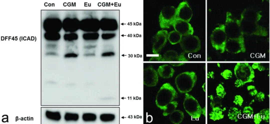 Fig. 11. Western blot analysis and confocal microscopy showing the efficient apoptotic effects in G361 cells co-treated with CGM  and eugenol