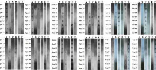 Fig. 1. Composite summary of inverted dot blot hybridization screening. The 96 recombinant plasmid DNAs containing genomic  DNA fragments derived from type strains of 6 Streptococcus  species were hybridized with DIG-labeled genomic DNAs
